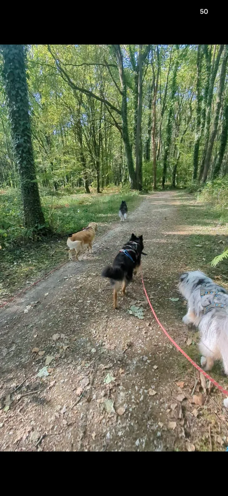 Groupe de chiens sur un sentier